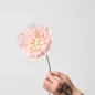 Veggie Rose Rose