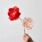 Oriental Poppy Red