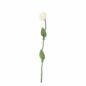 Endless Flower Rose Blanche